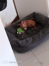 pincher toy cucciole