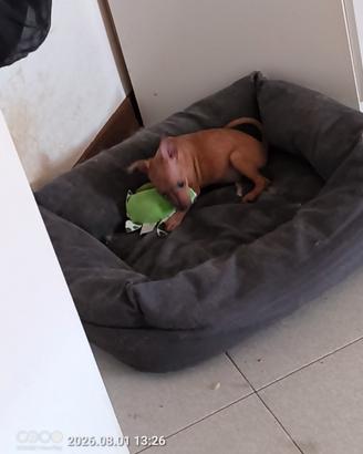 pincher toy cucciole