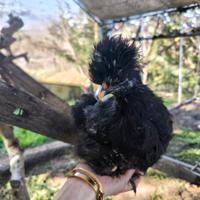 Coppia moroseta colore picchiettato