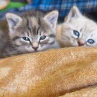 Gattini incroci sacro di Birmania pelo semicorto