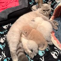 Scottish fold e straight