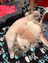 Scottish fold e straight