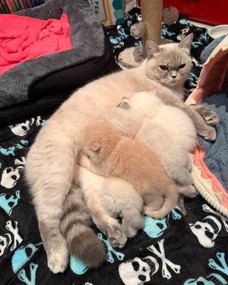 Scottish fold e straight