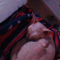 Sphynx 3 mesi vaccinato