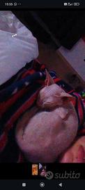 Sphynx 3 mesi vaccinato