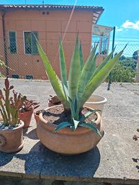 Piante in vaso