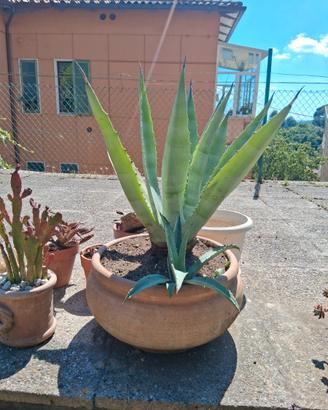 Piante in vaso
