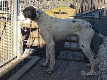 Pointer inglese pronto caccia
