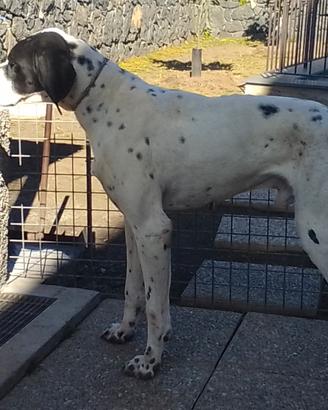 Pointer inglese pronto caccia