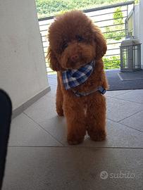 Cuccioli Tre Mesi Circa Pronti Consegna Barboncino