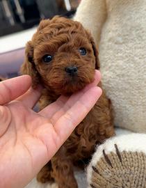 Cucciolo barboncino toy red