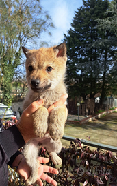 Cane lupo cecoslovacco cucciola