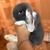 Coniglio ariete nano mini lop