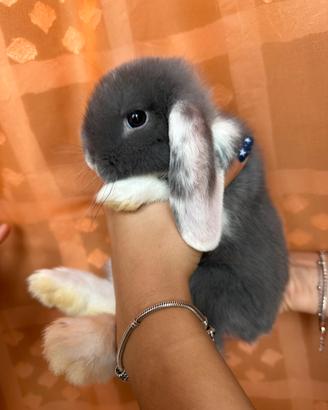 Coniglio ariete nano mini lop