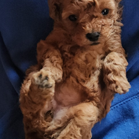 Cucciola di barboncino