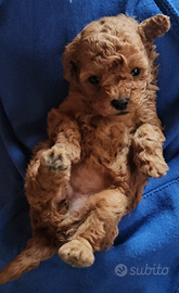 Cucciola di barboncino