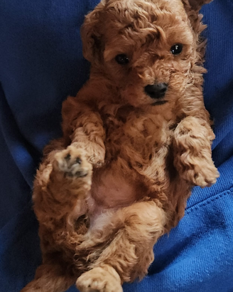 Cucciola di barboncino