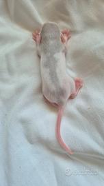 Ratto domestico