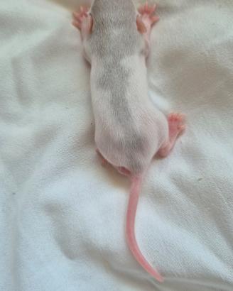 Ratto domestico