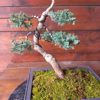 Bonsai di ginepro