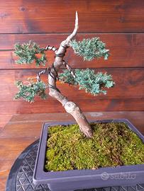 Bonsai di ginepro