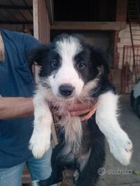Cuccioli di Border collie