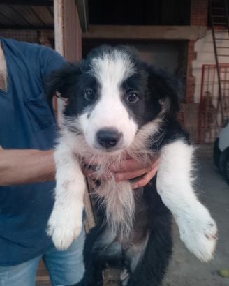 Cuccioli di Border collie