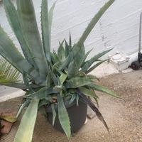 Pianta Agave Americana grande