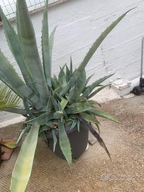 Pianta Agave Americana grande