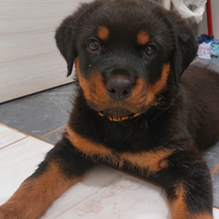 Cuccioli rottweiler