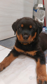 Cuccioli rottweiler