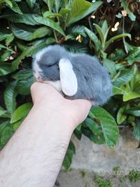 Coniglio nano ariete mini lop blu