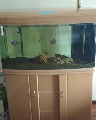 Acquario 100*50*50