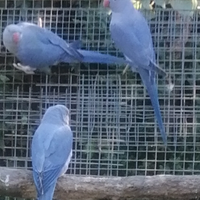 Parrocchetti dal collare