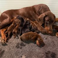 Meravigliosi Cuccioli di Dobermann