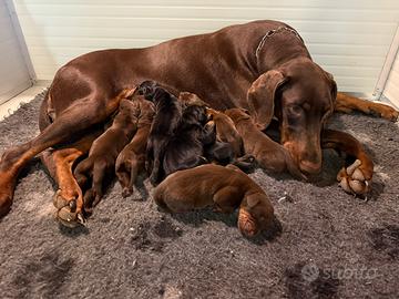 Meravigliosi Cuccioli di Dobermann