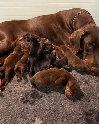 Meravigliosi Cuccioli di Dobermann
