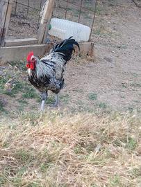 Galli e Galline