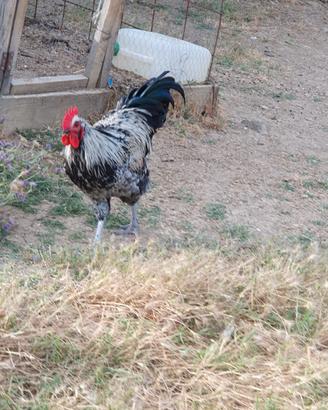 Galli e Galline