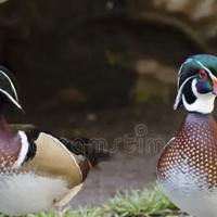 Fagiani e anatre ornamentali