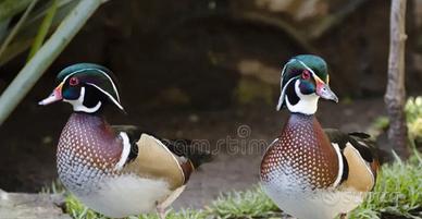 Fagiani e anatre ornamentali