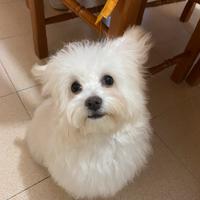 Maltese per monta o accoppiamento