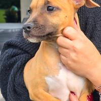 American Staffordshire Terrier Amstaff Cuccioli