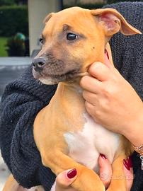 American Staffordshire Terrier Amstaff Cuccioli