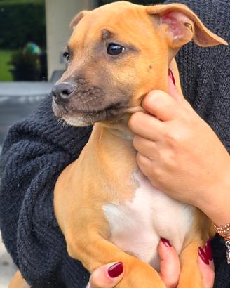 American Staffordshire Terrier Amstaff Cuccioli