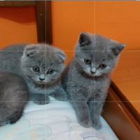 Cuccioli scottish fold e straight