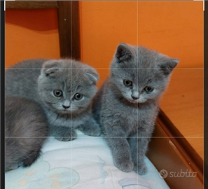 Cuccioli scottish fold e straight