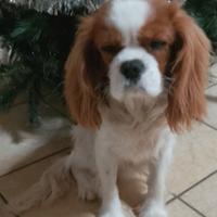 Cavalier king maschio