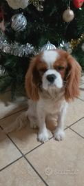 Cavalier king maschio