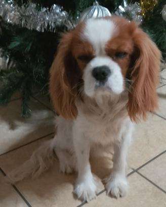 Cavalier king maschio